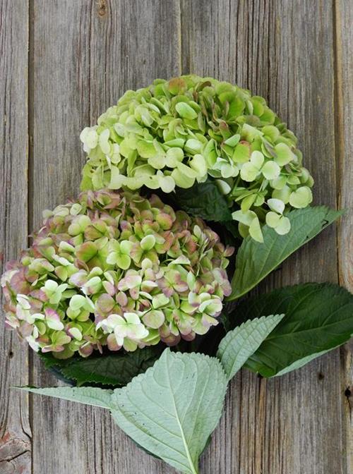 ANTIQUE GREEN HYDRANGEAS